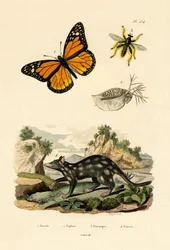 Schmetterling